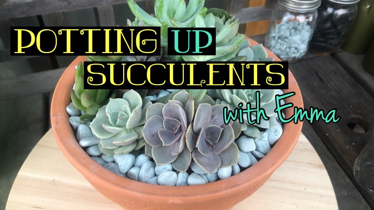 Potting Up Succulents!!