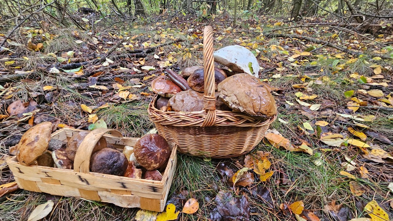 Jesienne pełne kosze grzybów