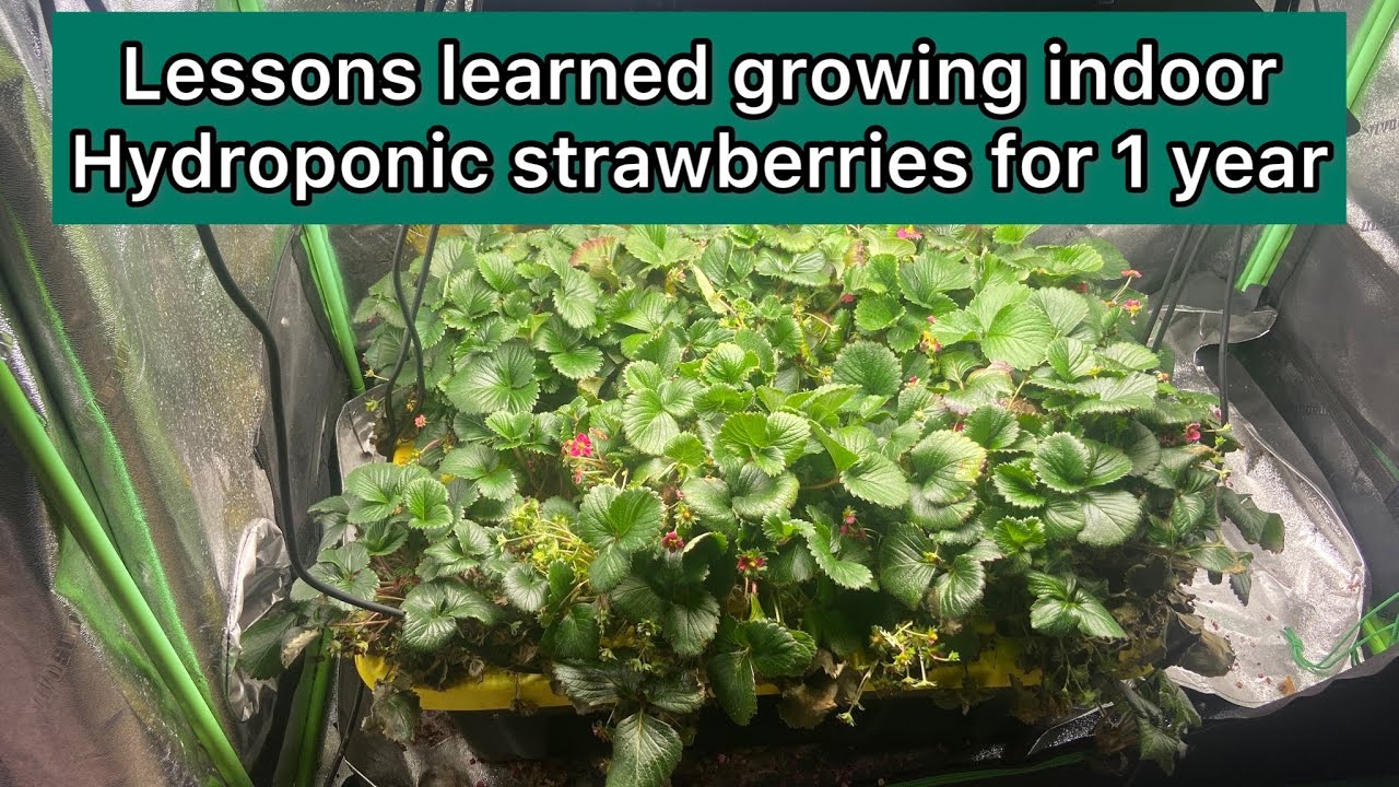 Lessons learned growing indoor strawberries for over a year