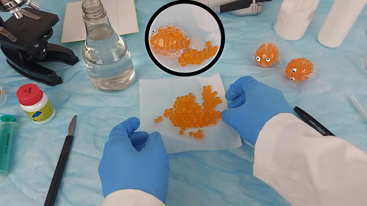 The most fascinating operation on a goldfish *ASMR*