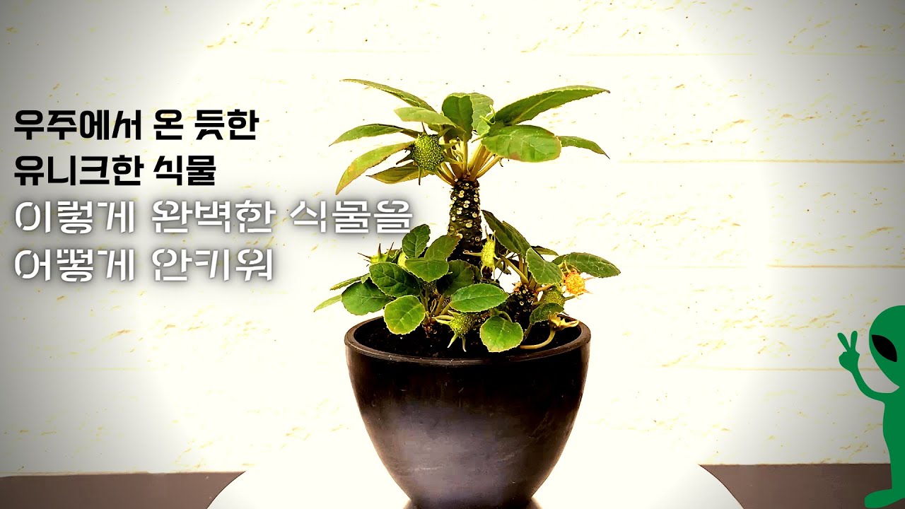 Dorstenia foetida 모든 걸 알려드림 / 없으면 꼭 키우세요 / 도르스테니아 포에티다 / 식물 키우기 / 괴근식물 CAUDEX /무한 번식 多肉植物 succulents