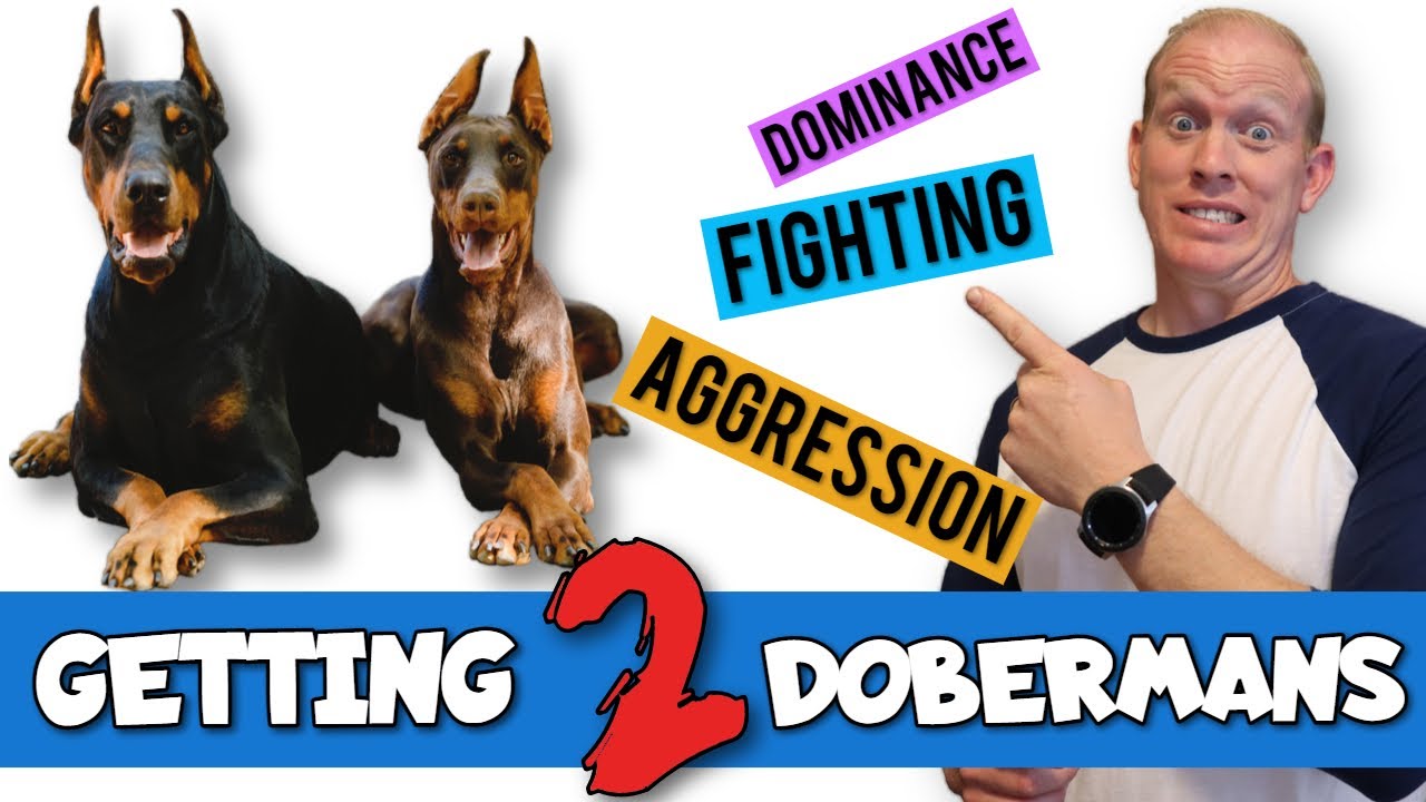 Owning Two Dobermans - Good Idea or Bad Idea?