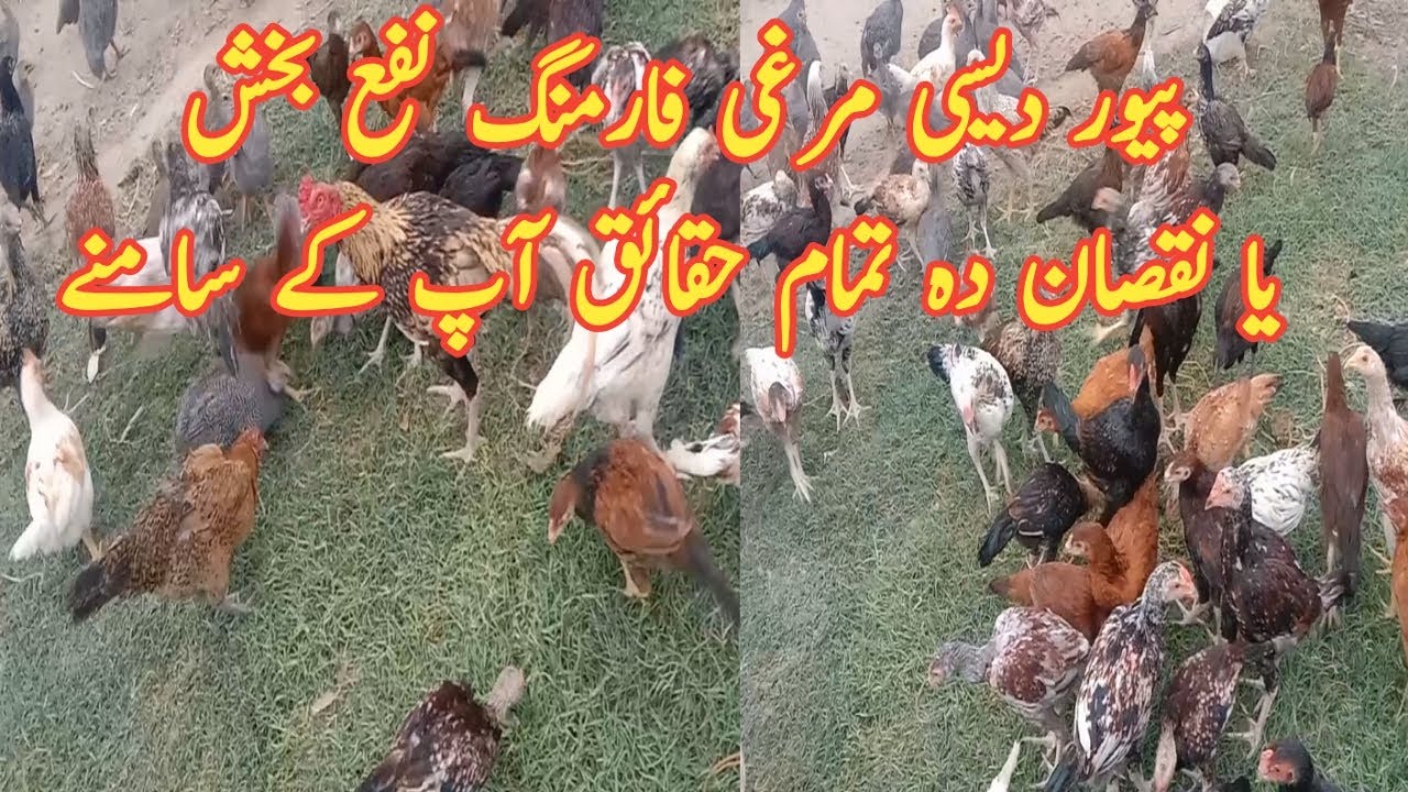 Profitable Desi Murgi Palan|The Ultimate Guide to Pure Desi Chicken Farming for Big Profits.