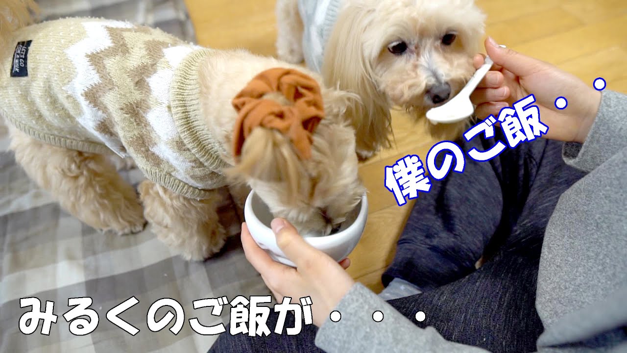 愛犬のご飯は一苦労！やっと食べるようになったのに次なる試練が・・【マルプーのみるく＆くるみ】