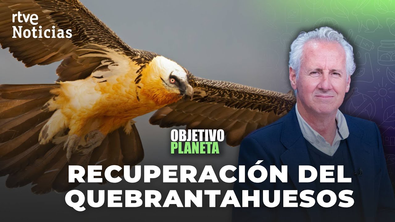 OBJETIVO PLANETA | El QUEBRANTAHUESOS RECUPERA terreno en ESPAÑA | RTVE Noticias