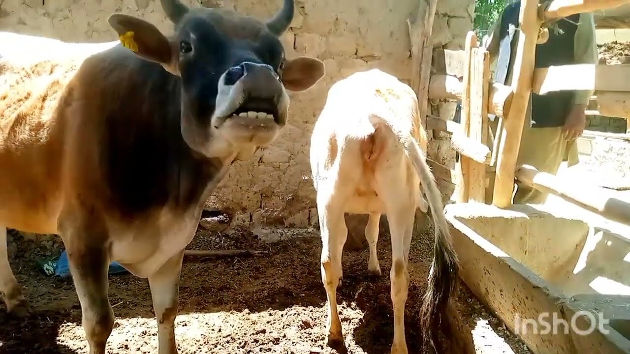 Young small Cow first time ||Yak VS Cow||