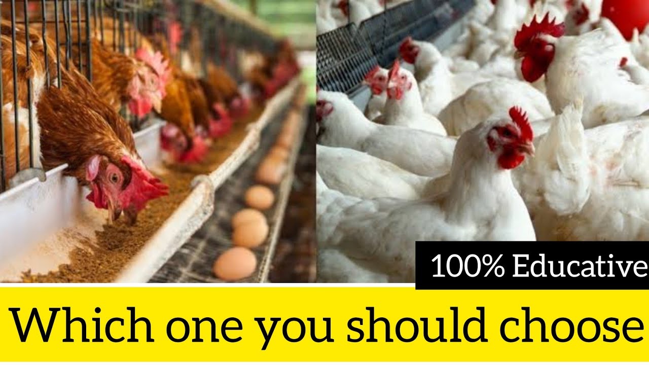 Broilers vs Layers Chicken