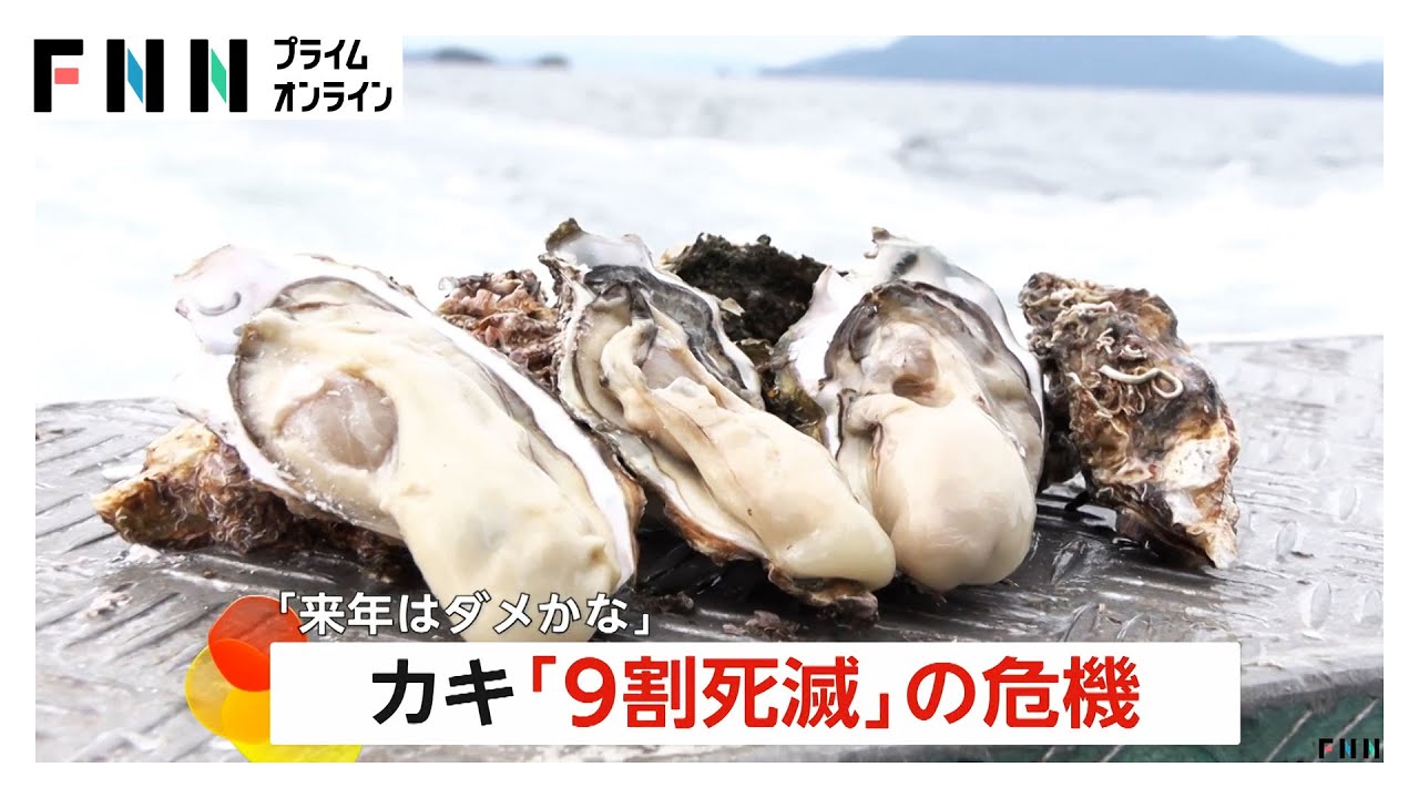 「まさかここまでとは」養殖カキ9割死滅！生き残ったカキも商品にならず&hellip;　岡山・瀬戸内市