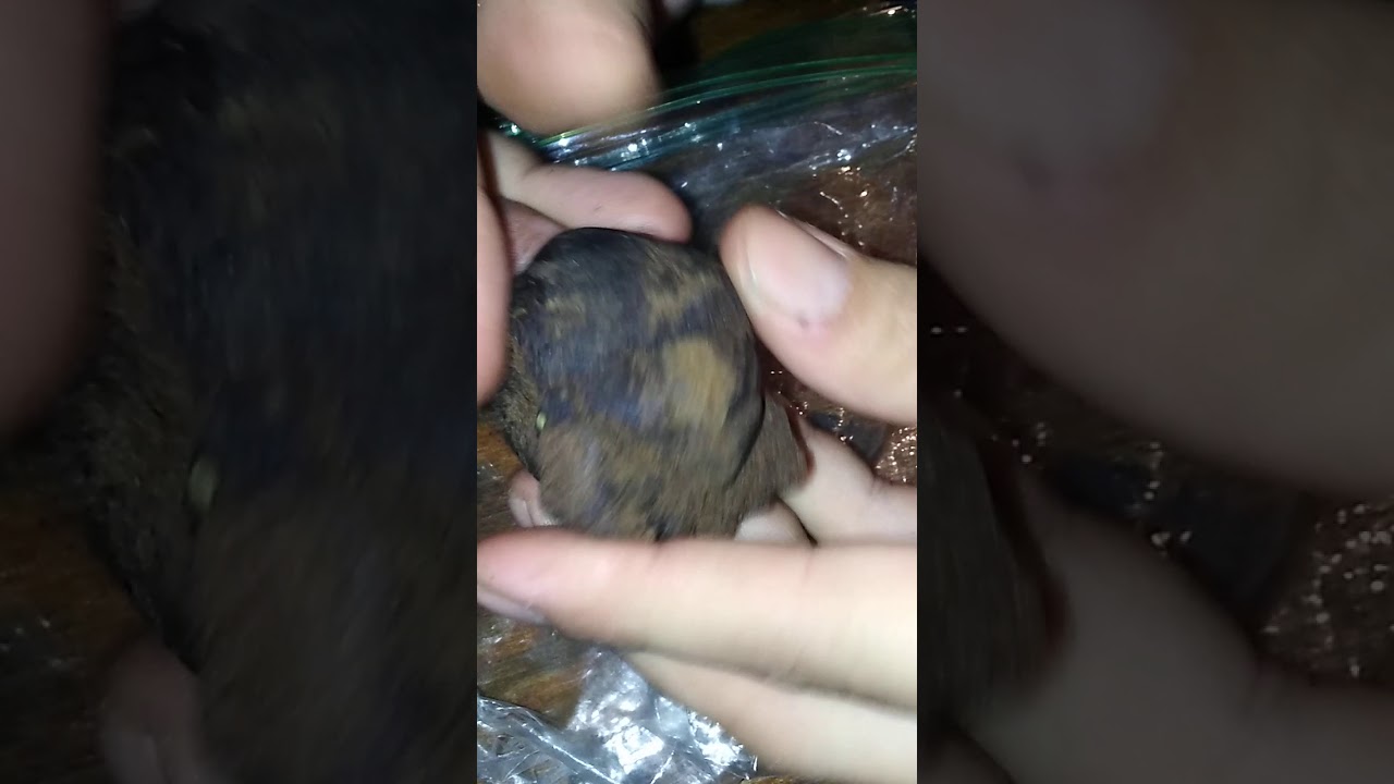 BUBBLE HASH (HEADBAND)