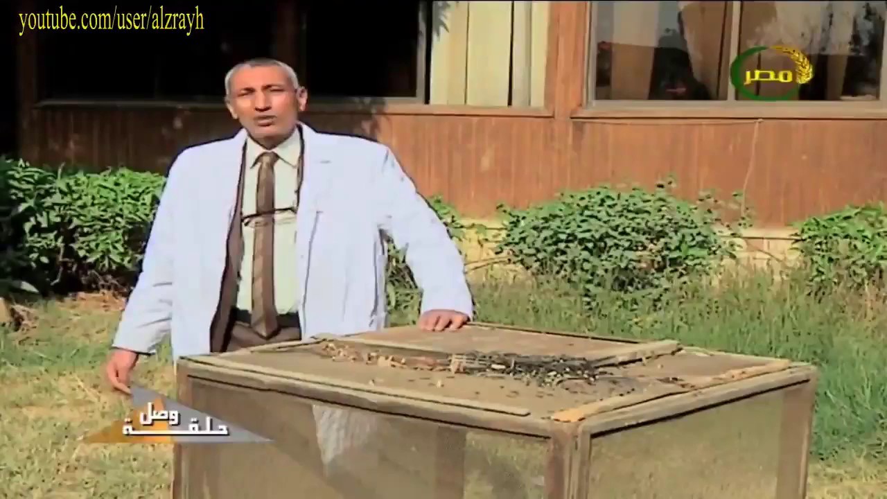 تربية النحل وطريقة مكافحة مقاومة دودة الشمع