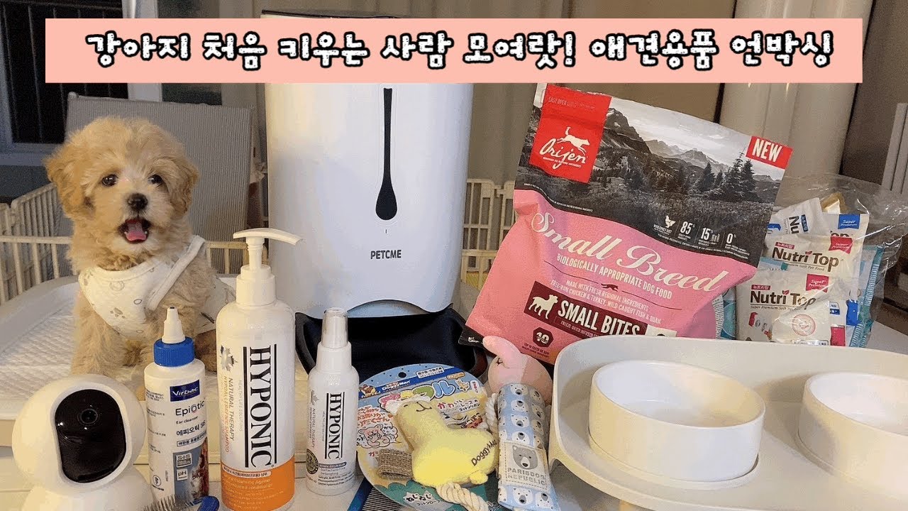 2개월말티푸 애견용품 언박싱🎁 / 내돈내산 택배 같이 뜯어요♥