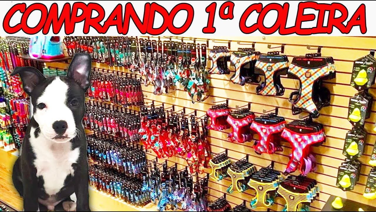 COMPRANDO a PRIMEIRA COLEIRA do PICLES