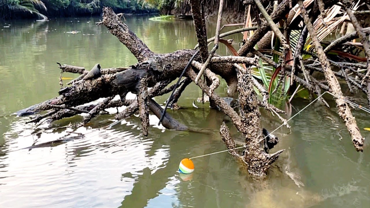 Ikan kakap putih penghuni akar pohon bakau naik semua! Mancing pas di sarang ikan kakap putih