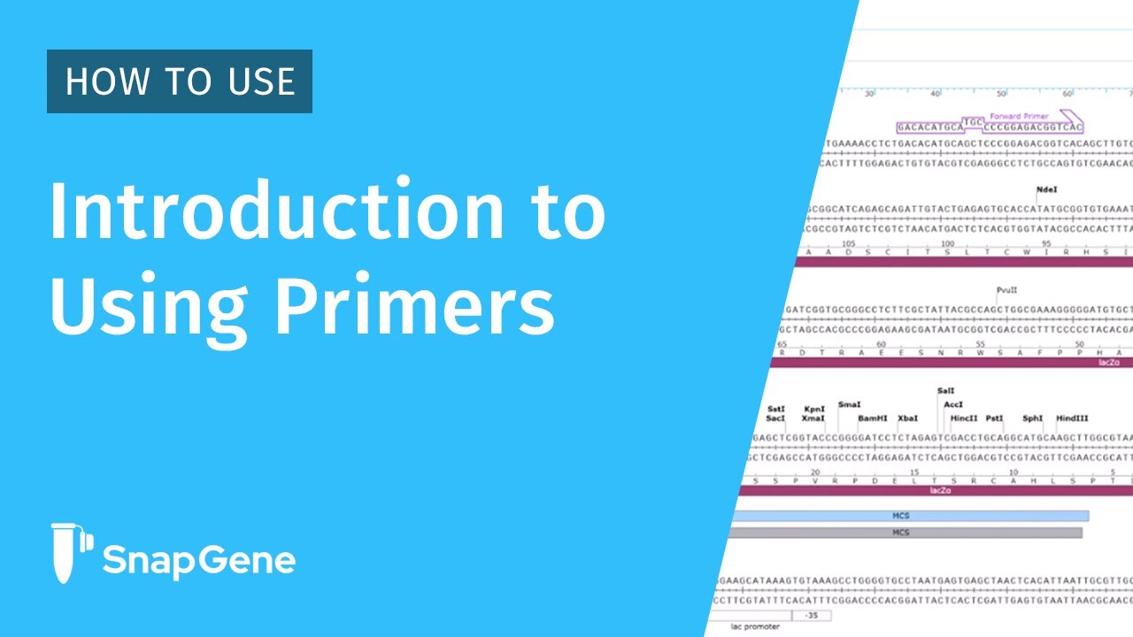 Introduction to Using Primers in SnapGene