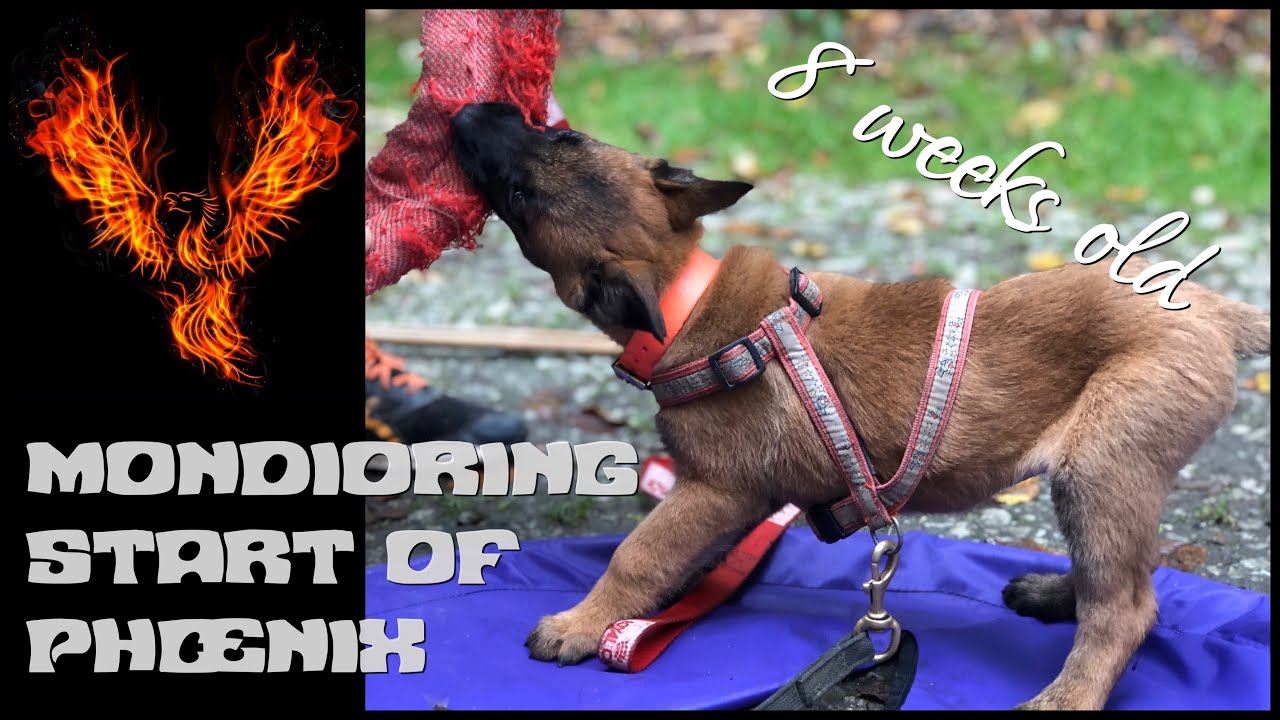 Malinois puppy PHŒNIX 8 weeks old - mondioring training - 2019