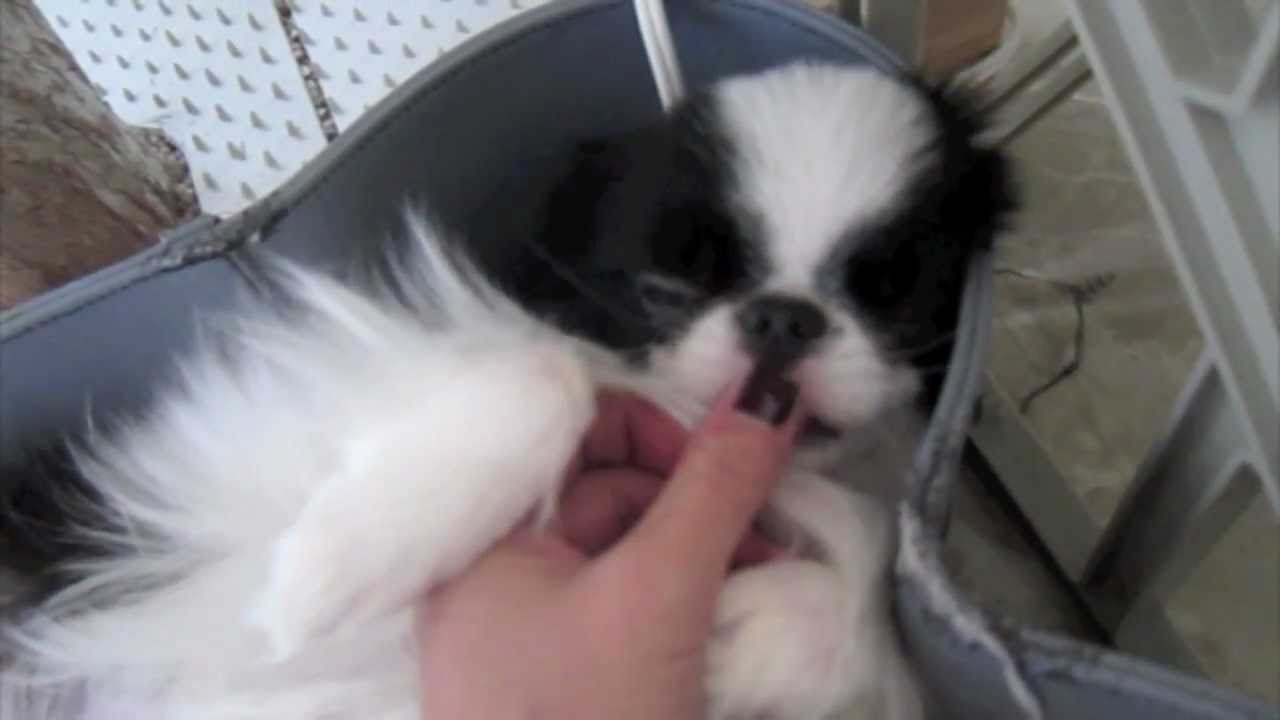 honey's 1st year with me