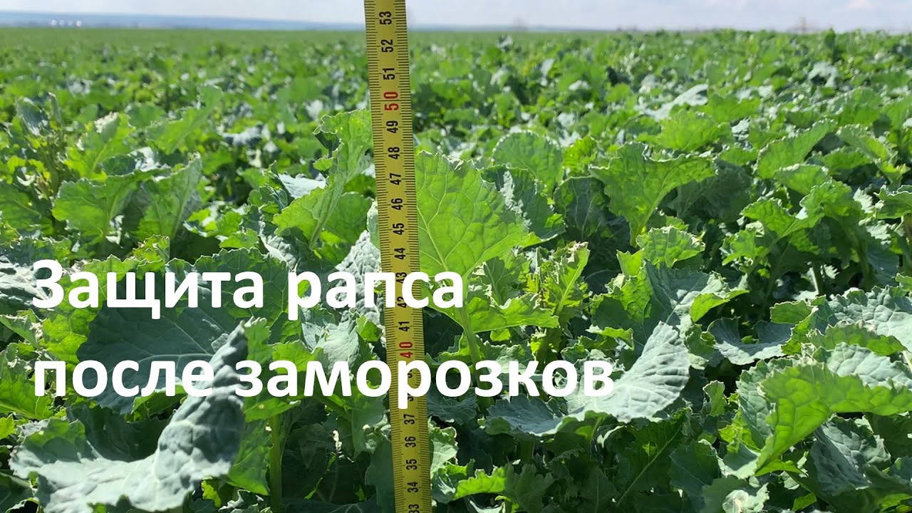 Мощная защита рапса после заморозков