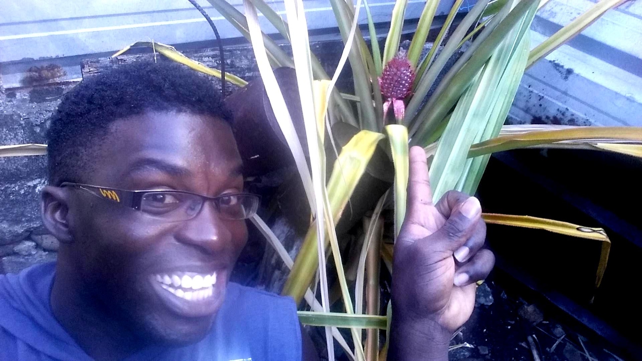 Growing Pineapple || fruit production || Agrosuede ✔