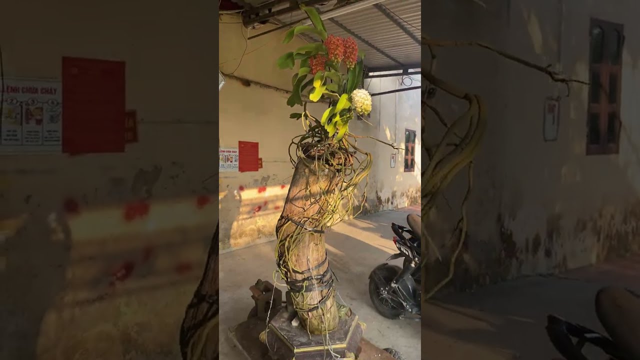 PHẠM BÁCH BONSAI đang phát trực tiếp!