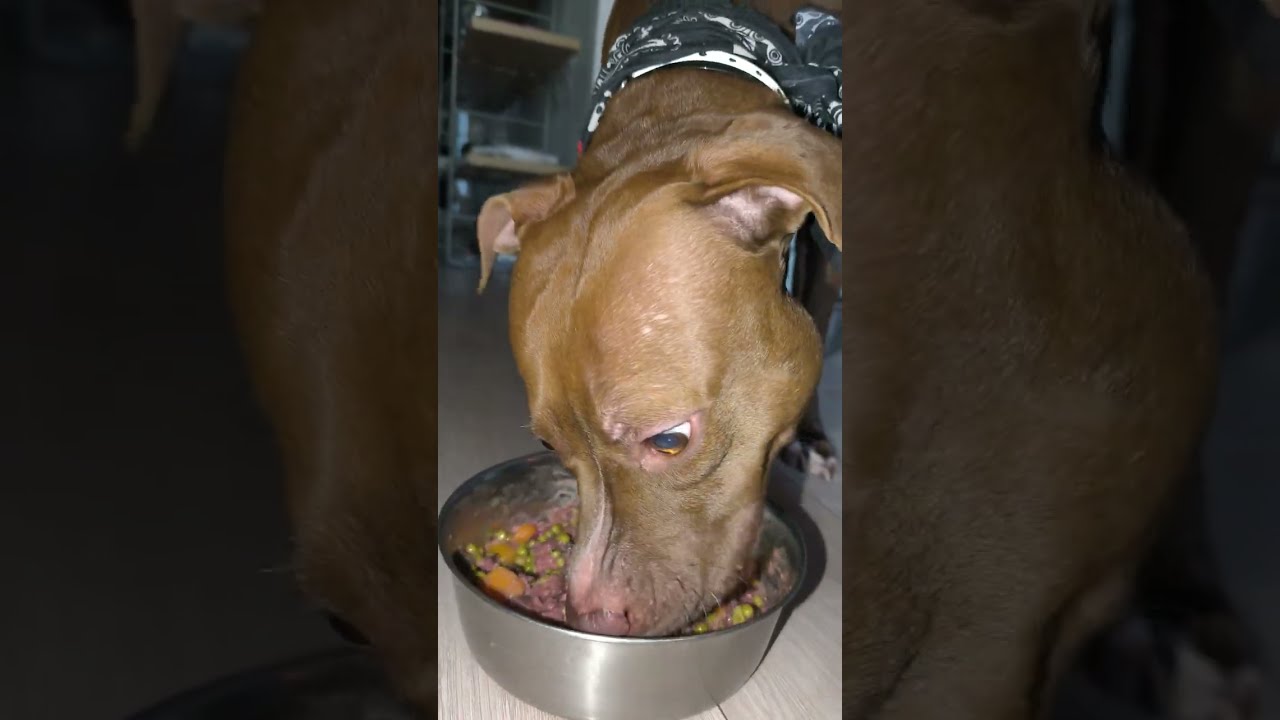 ☠️Lena's dinner time 🥩🫛🥕🐾