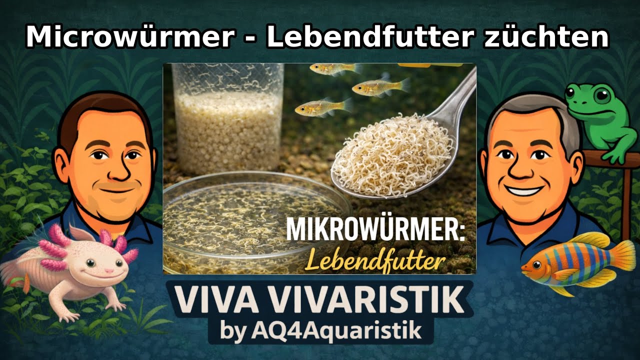 Viva Vivaristik – Folge 41: Mikrowürmchen züchten 🪱 Perfektes Lebendfutter nicht nur für Jungfische