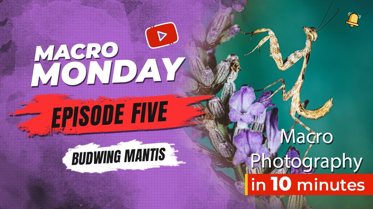 Macro Monday Episode 5 - Budwing Mantis ft. Godox MF12 Macro Flash!