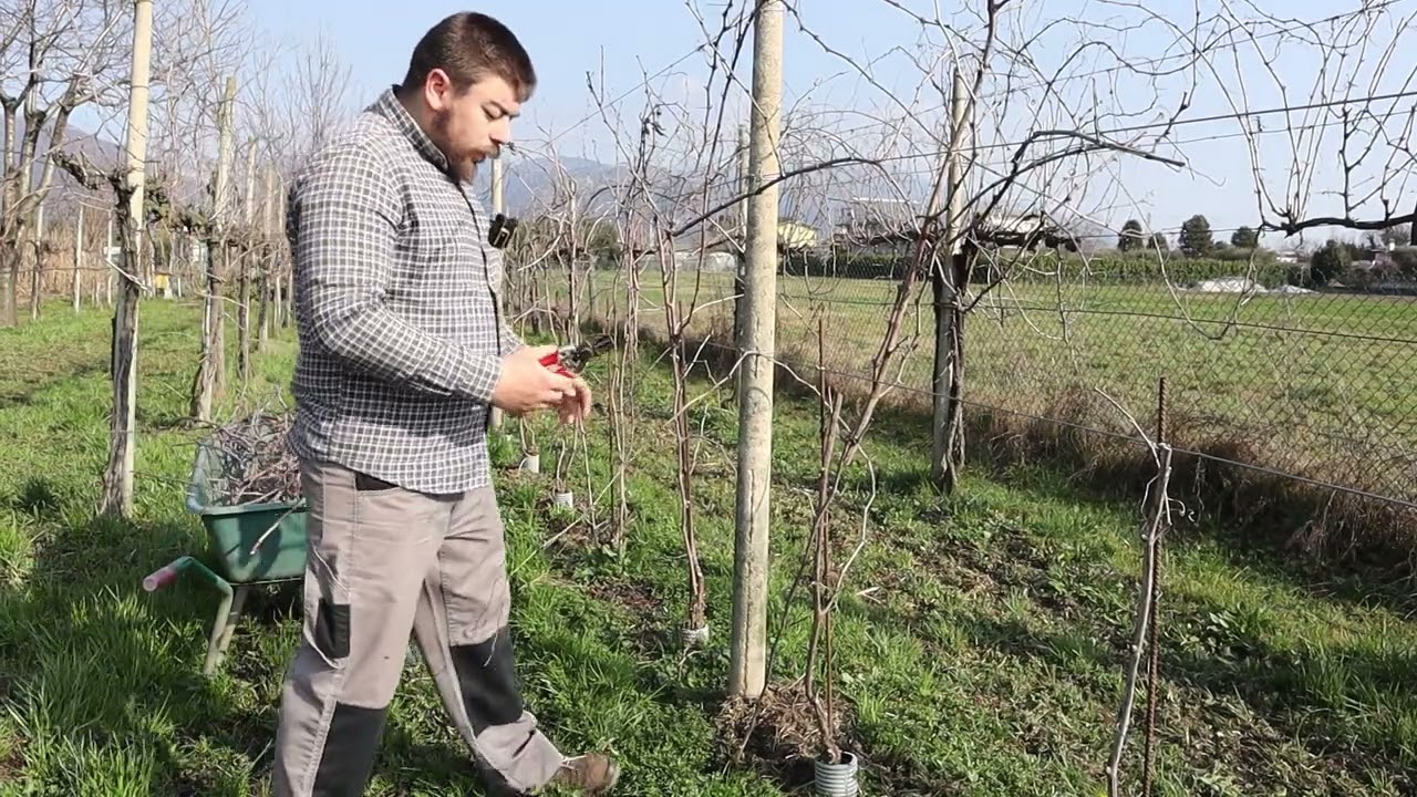 stralciatura vigneto