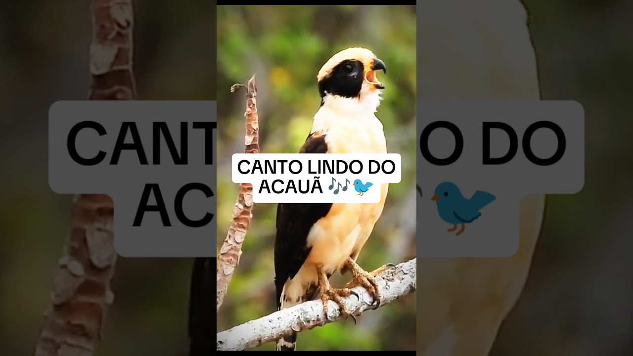 CANTO LINDO DO ACAU&Atilde; #avesdobrasil #passaros #birds #cantodepassaros #aves #bird #cantodospassaros