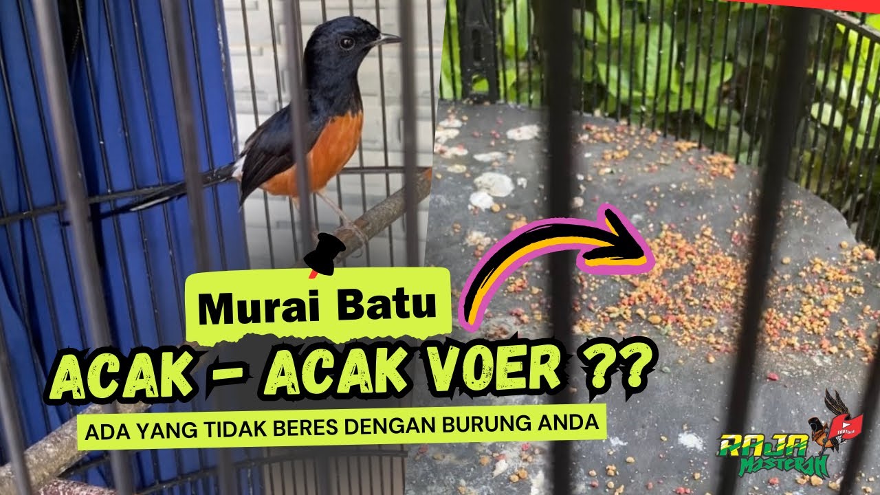 SOLUSI ‼️ MURAI BATU ACAK-ACAK VOER