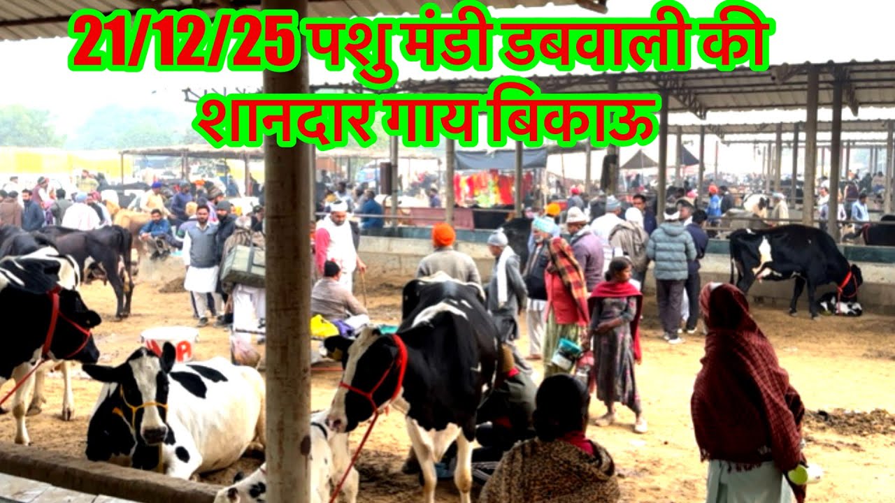 21/12/25 पशु मंडी डबवाली की शानदार गाय बिकाऊ Pashu Mandi Dabwali  @kulveersidhu8926 