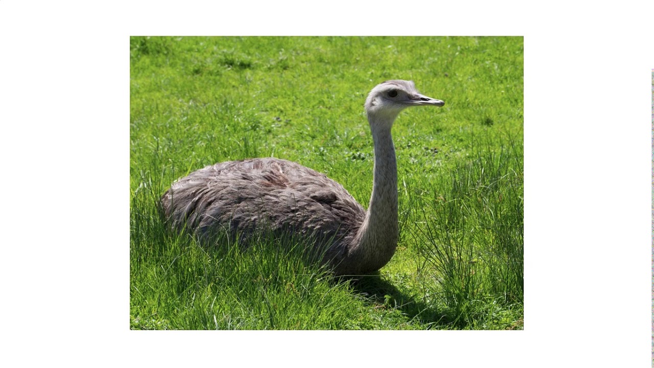 Chilean animals