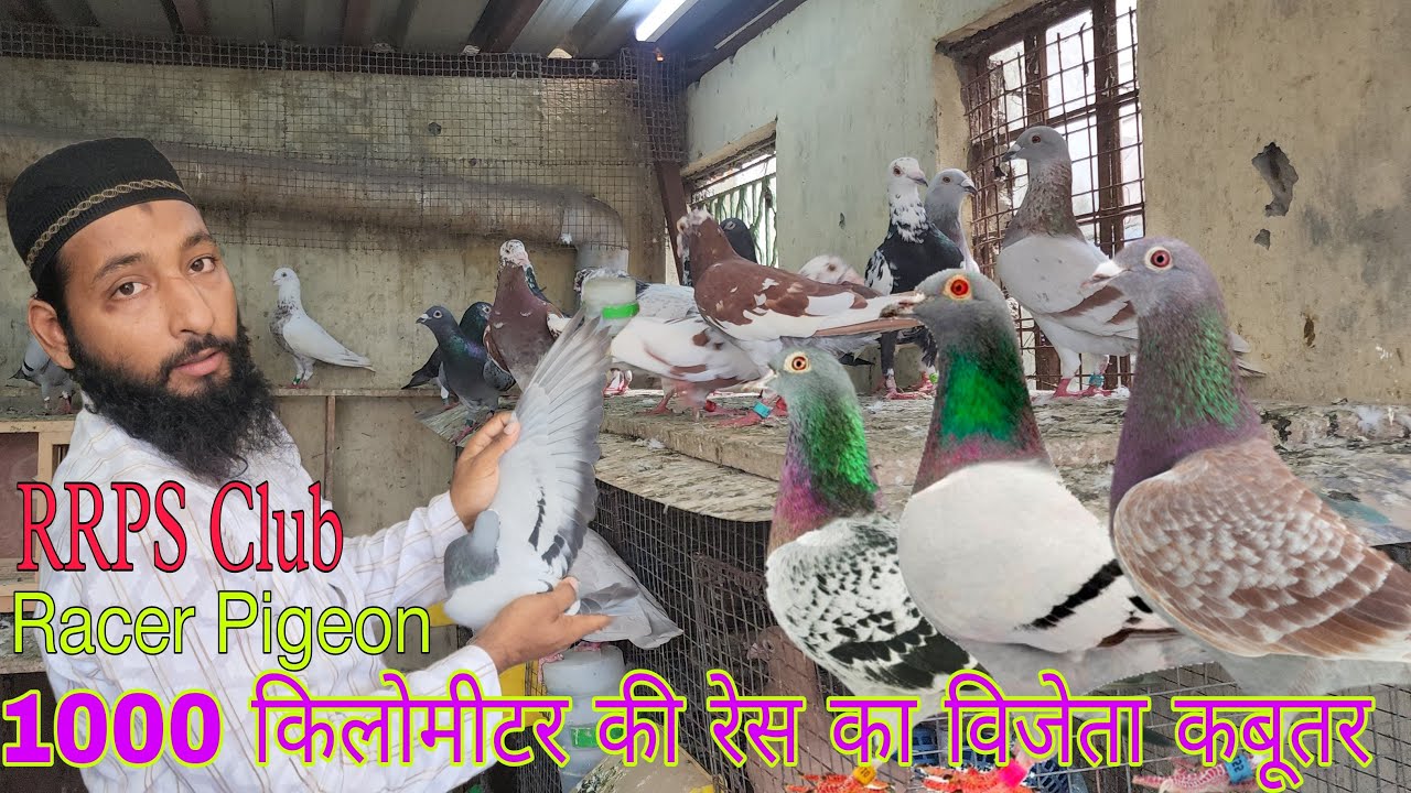 Racing pigeon 1000 km winner. Aamir bhai ke top quality ke race wale kabootar Delhi. 9953251513