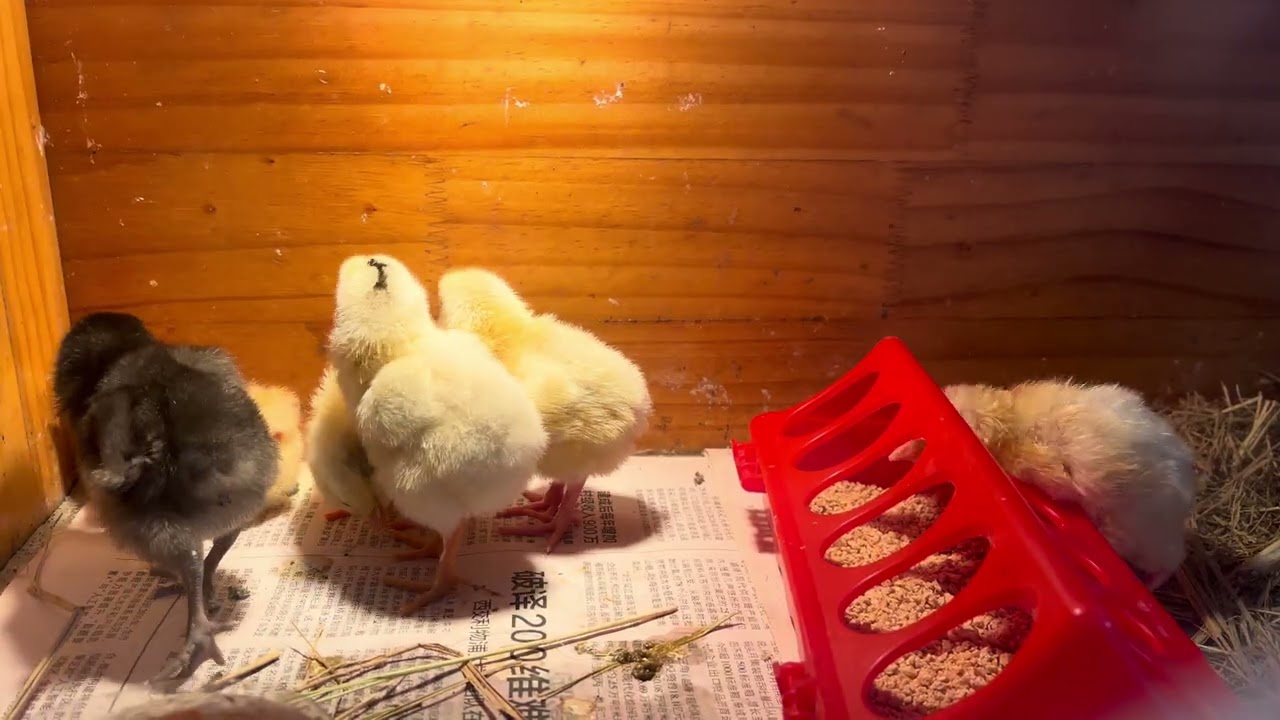 🐣 Baby Chicks First Feeding Reaction! #babychicks #chickenlife #naturalfarm #shorts 