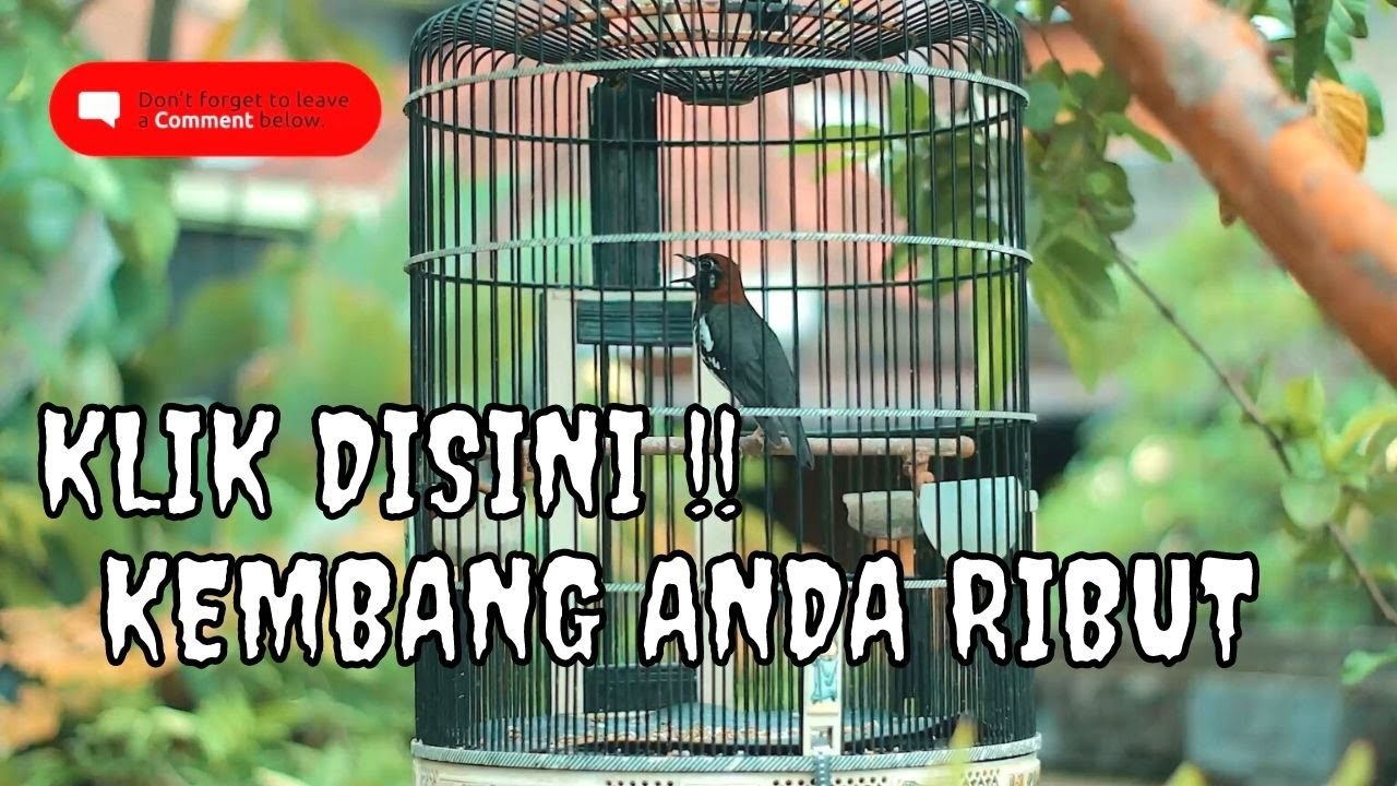 ANIS KEMBANG NGEPLONG - NGECIS DAN NRAKTAK -cocok untuk pembangkit birahi jantan loyo