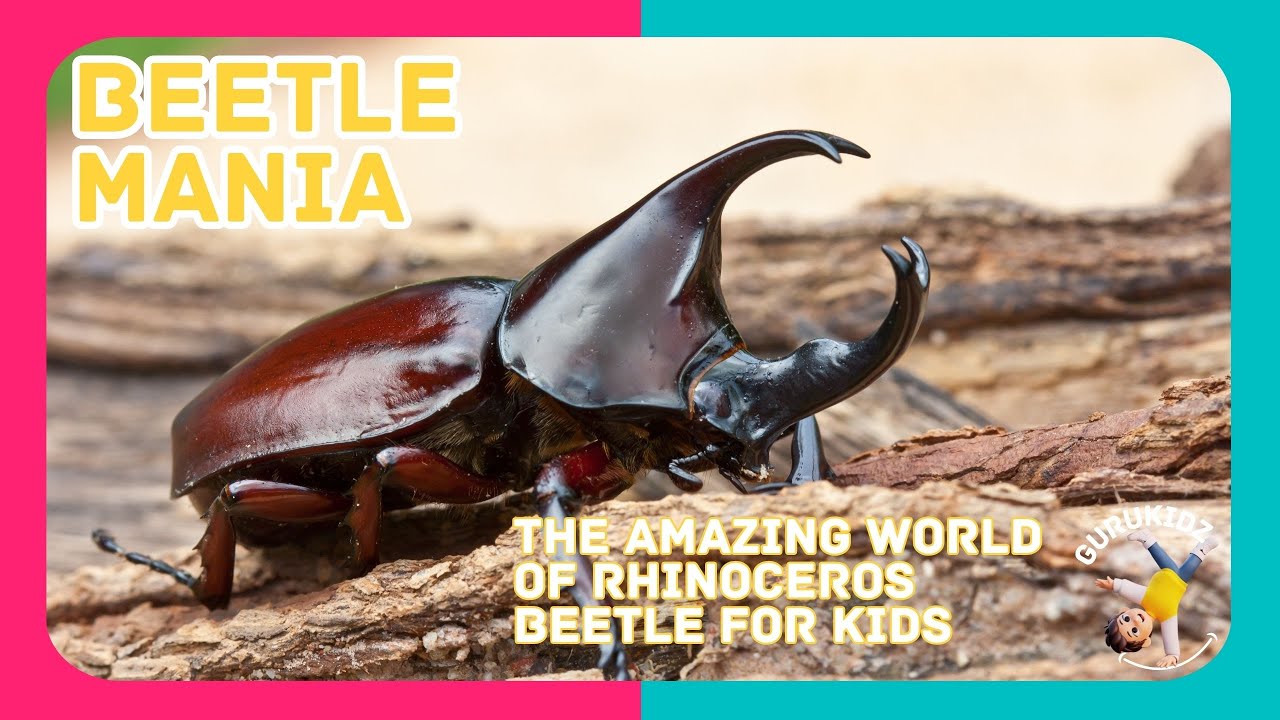 Beetle Mania   The Amazing World of Rhinoceros Beetle for Kids by GURUKIDZ
