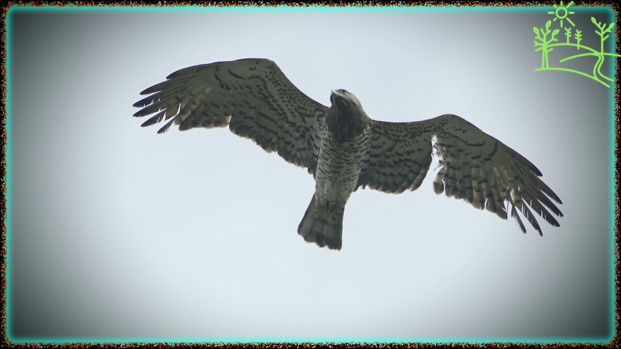 Голоса птиц Как поёт Змееяд (Circaetus gallicus)