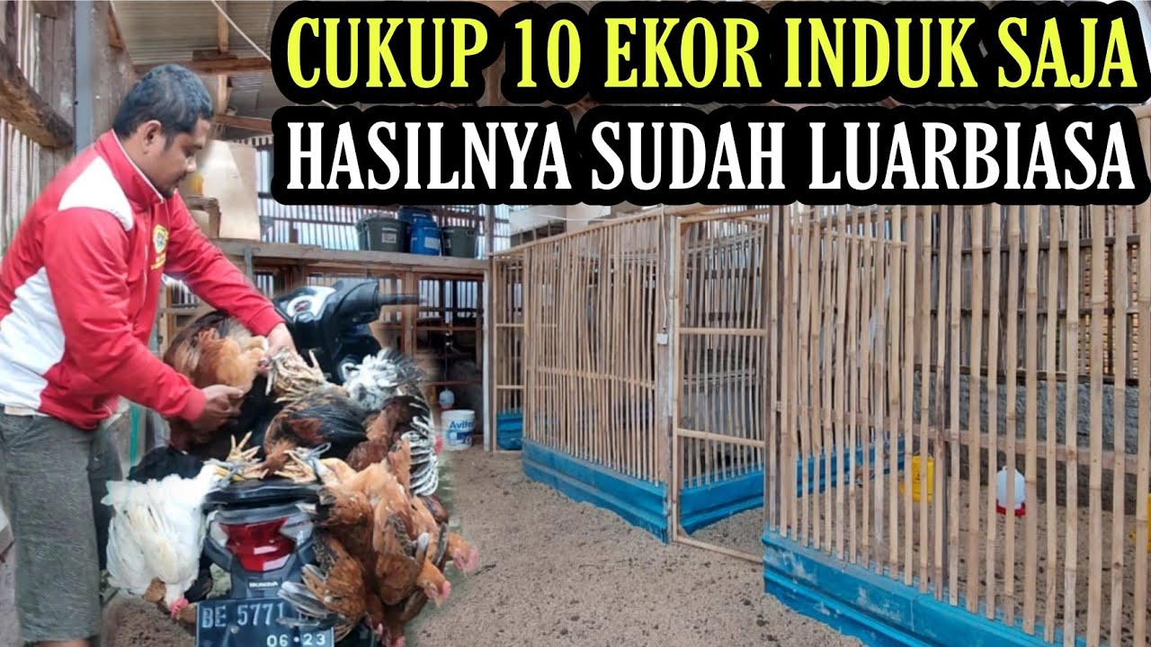 TIPS SUKSES TERNAK AYAM BAGI PEMULA