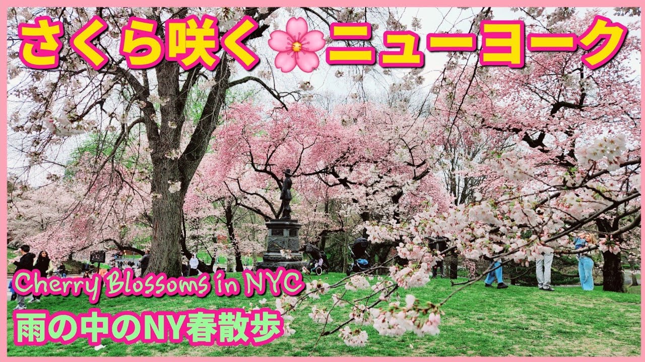 [ニューヨーク] 4月の雨とセントラルパークのサクラ | 朝散歩 | Rain and Cherry Blossom in Central Park | Spring Walk