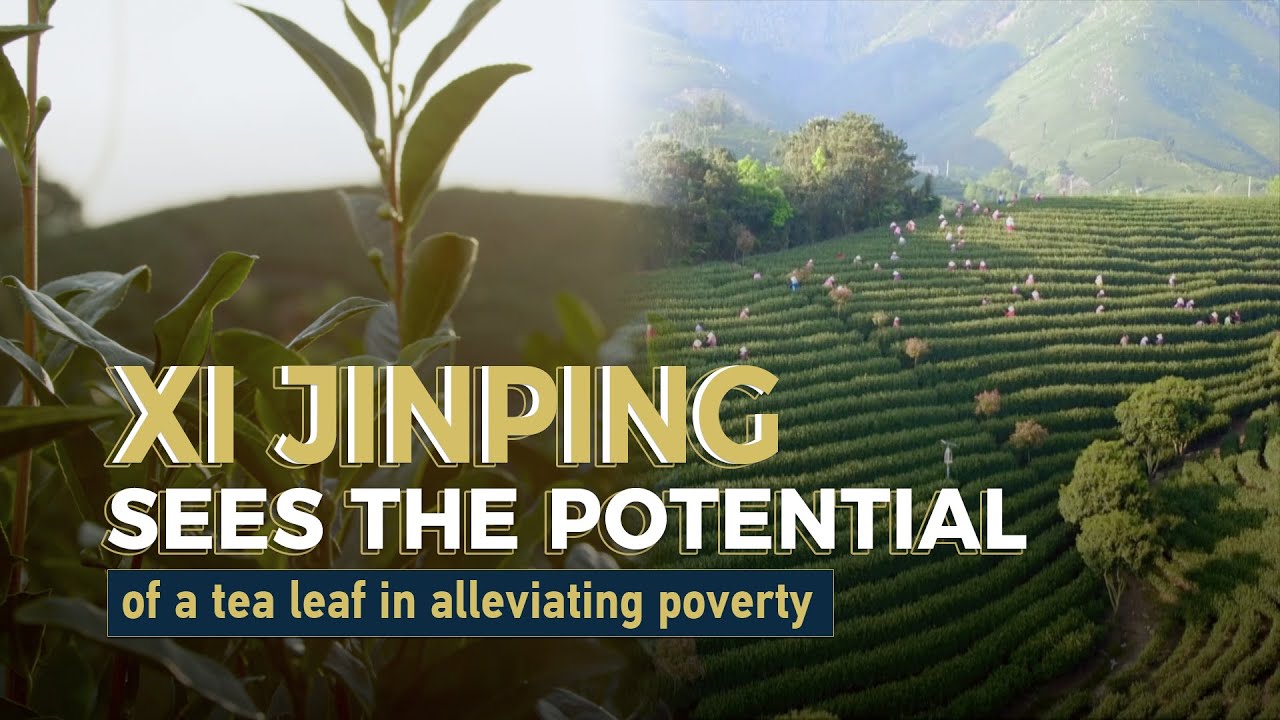 Xi Jinping sees the potential of a tea leaf in alleviating poverty