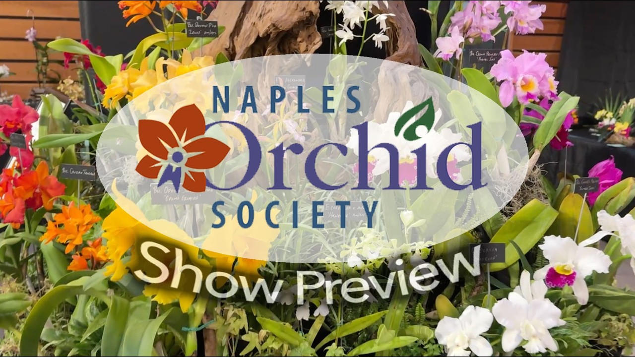 Show Preview - 2026 Naples Orchid Society Show and Sale