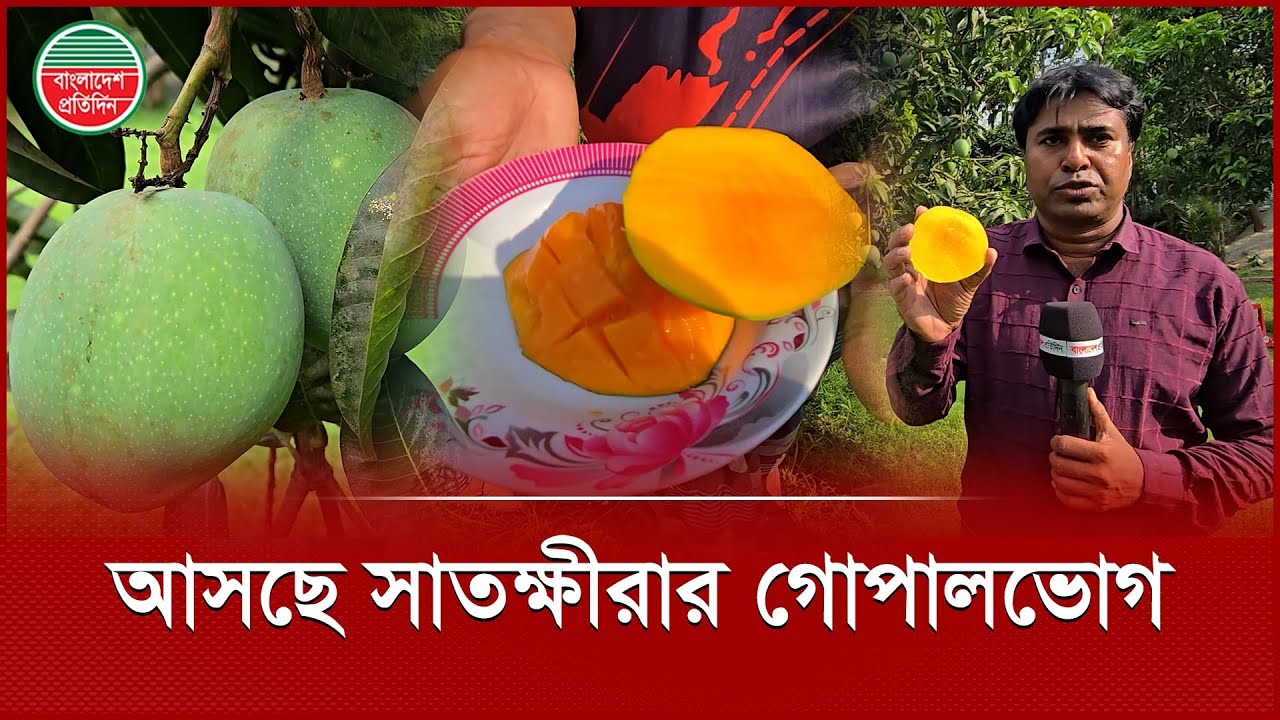 সবার আগে বাজারে সাতক্ষীরার গোপালভোগ, কবে আসবে বাকি সব আম? | Gopalbhog | Satkhira Mango