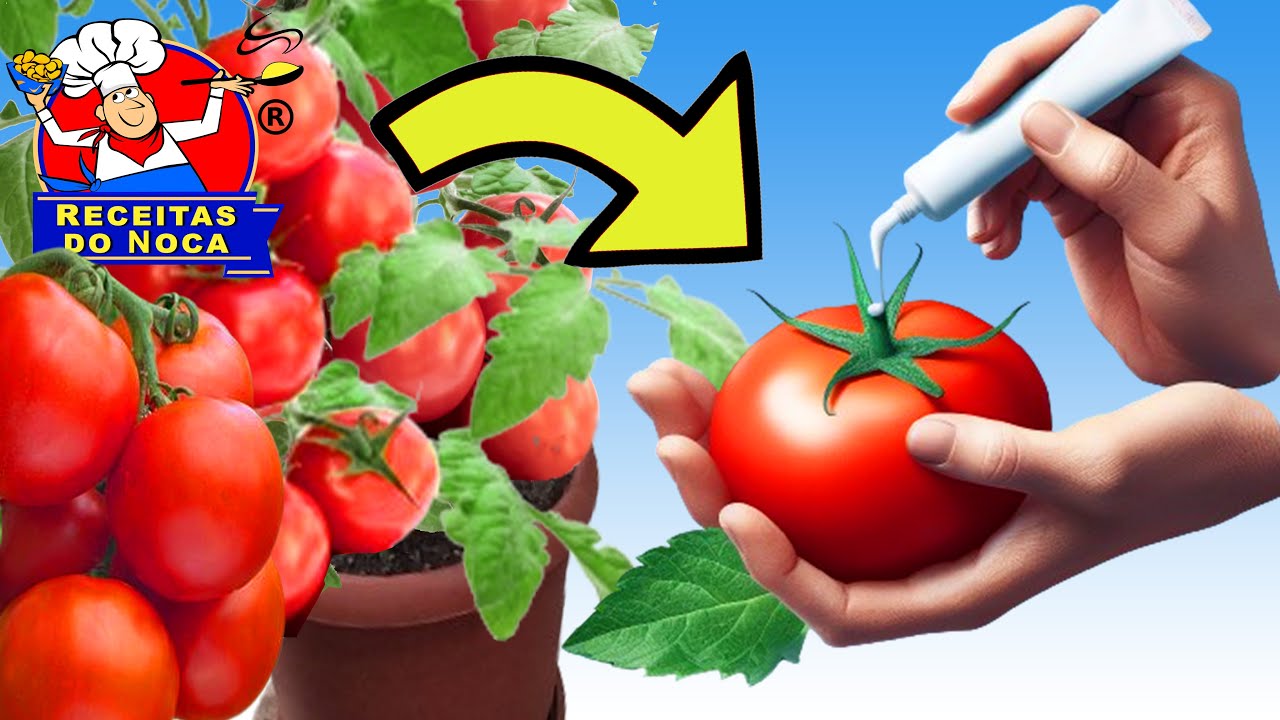As Mudas de TOMATE Crescem Loucamente se Você colocar isso! SEM GASTAR