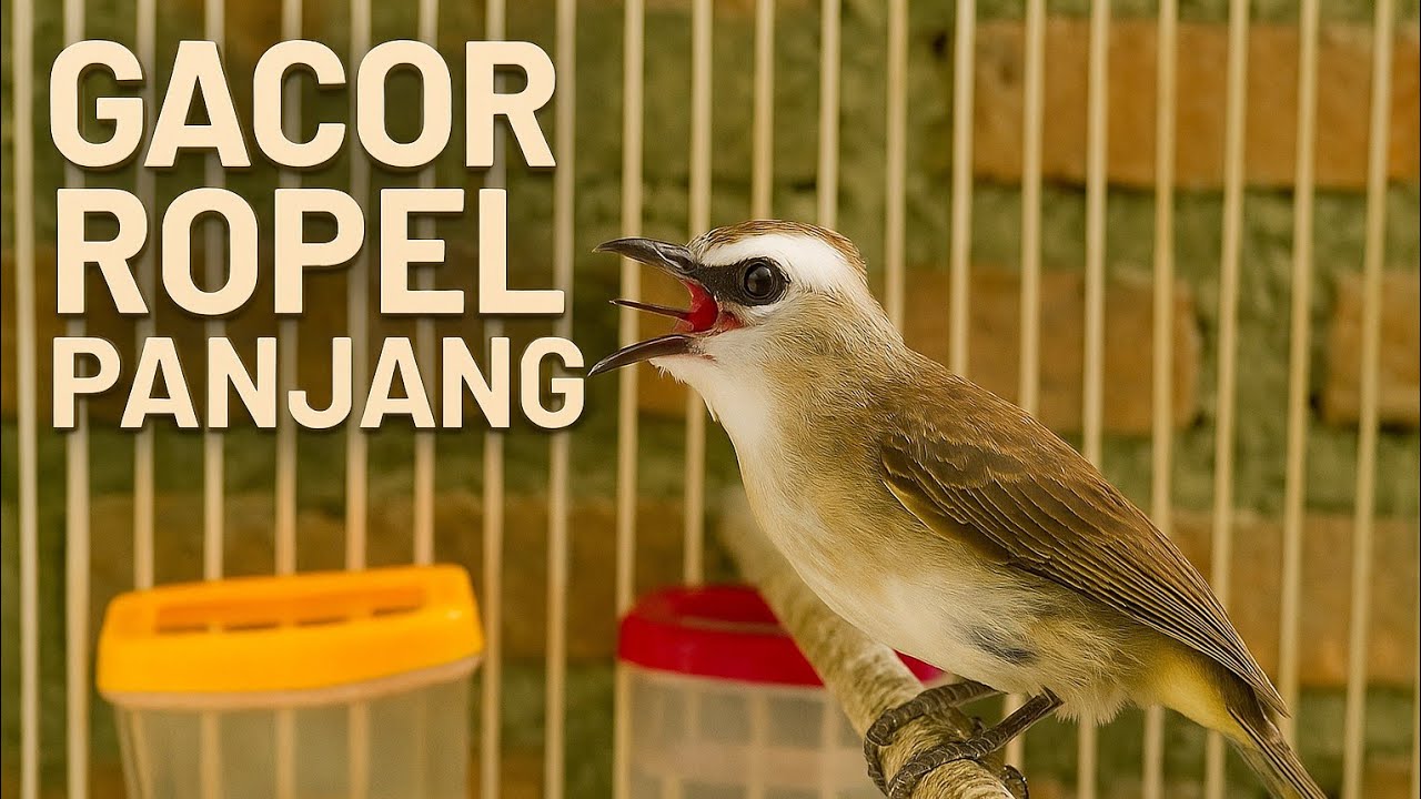 Burung Trucukan Kicau Mania Sahabat Burung Trucukan 