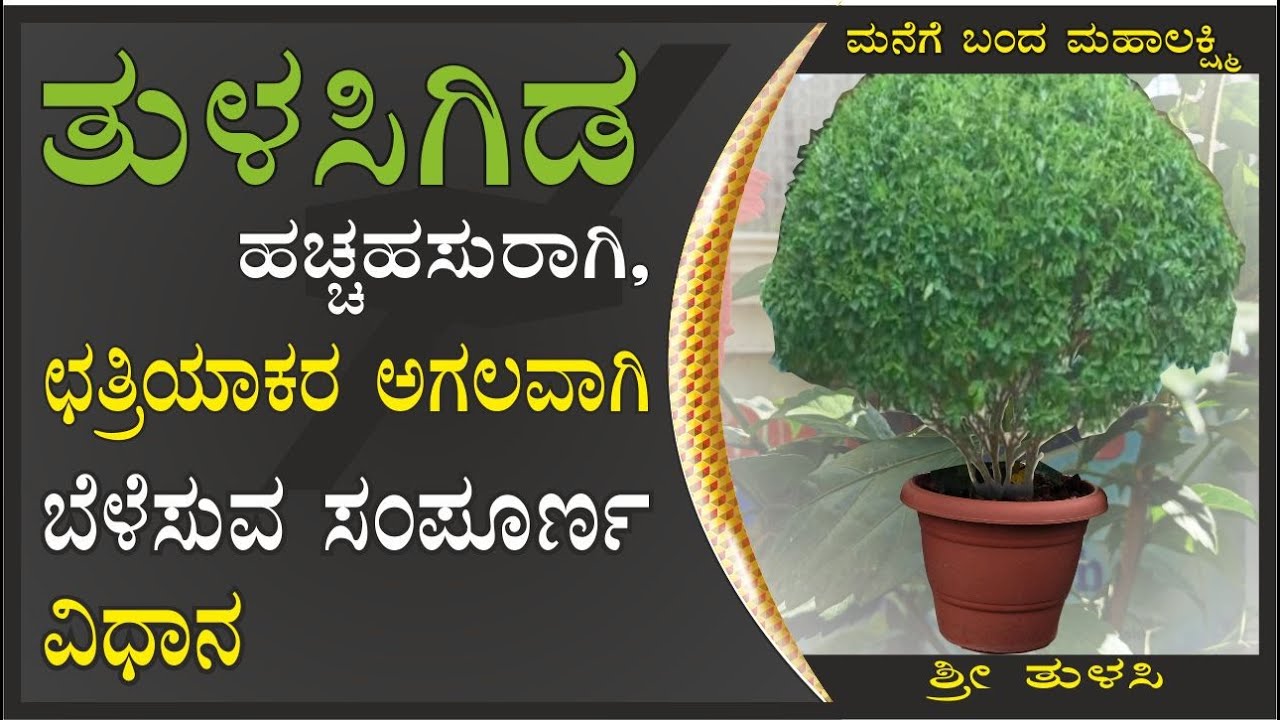 how to grow tulsiplant ತುಳಸಿಗಿಡ ಹಚ್ಚ ಹಸುರಾಗಿ, ಬೆಳೆಸುವ ಸಂಪೂರ್ಣ ವಿಧಾನ #marysmanegarden  #organic#tulsi