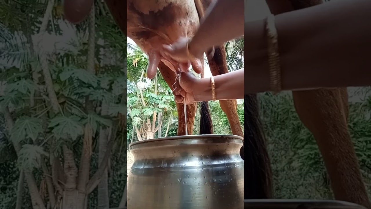 village cow milking /how to milk a cow /full milking video/vlog too🎉🐄