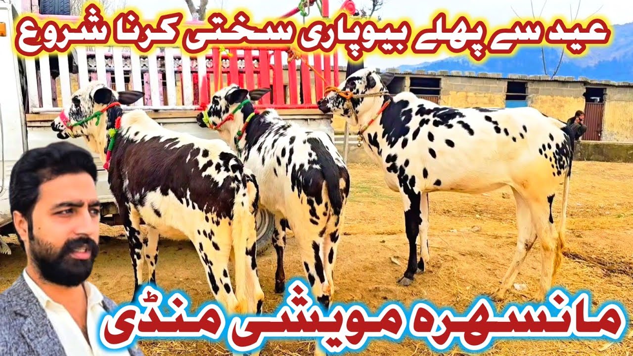 Mansehra Mawashi Mandi Latest Update | Mall Mandi Mansehra | Desi Bull Update 