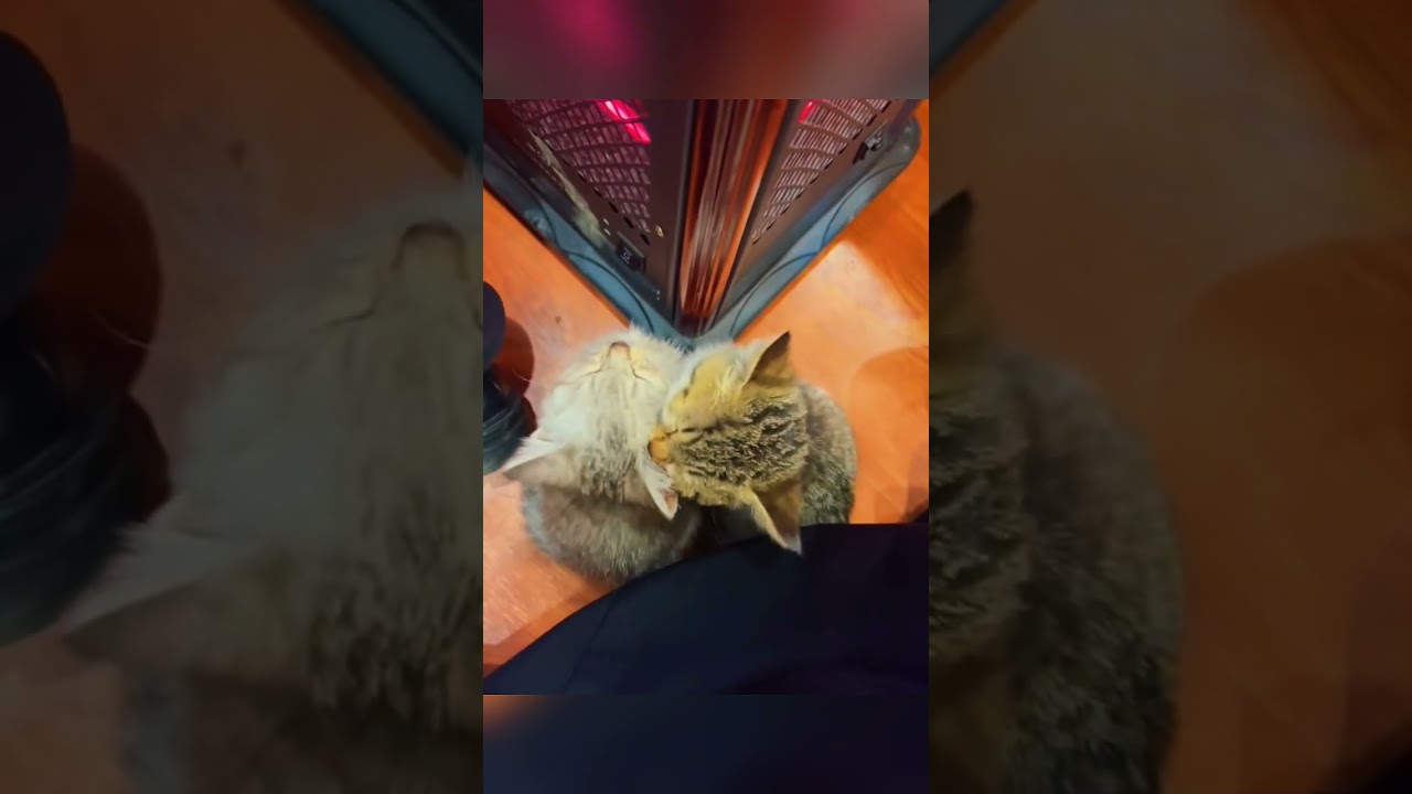 These Cat Hugs Are Too Cute To Handle 😻💞 | 