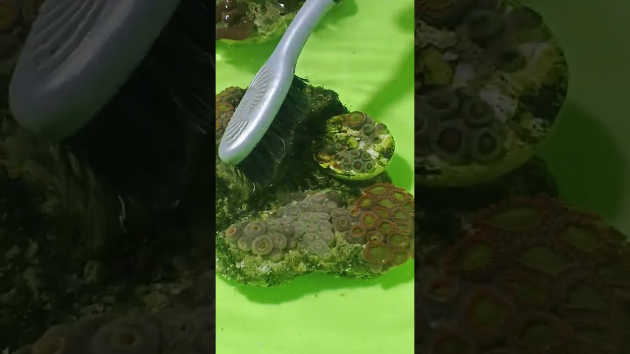 Zoa koloni