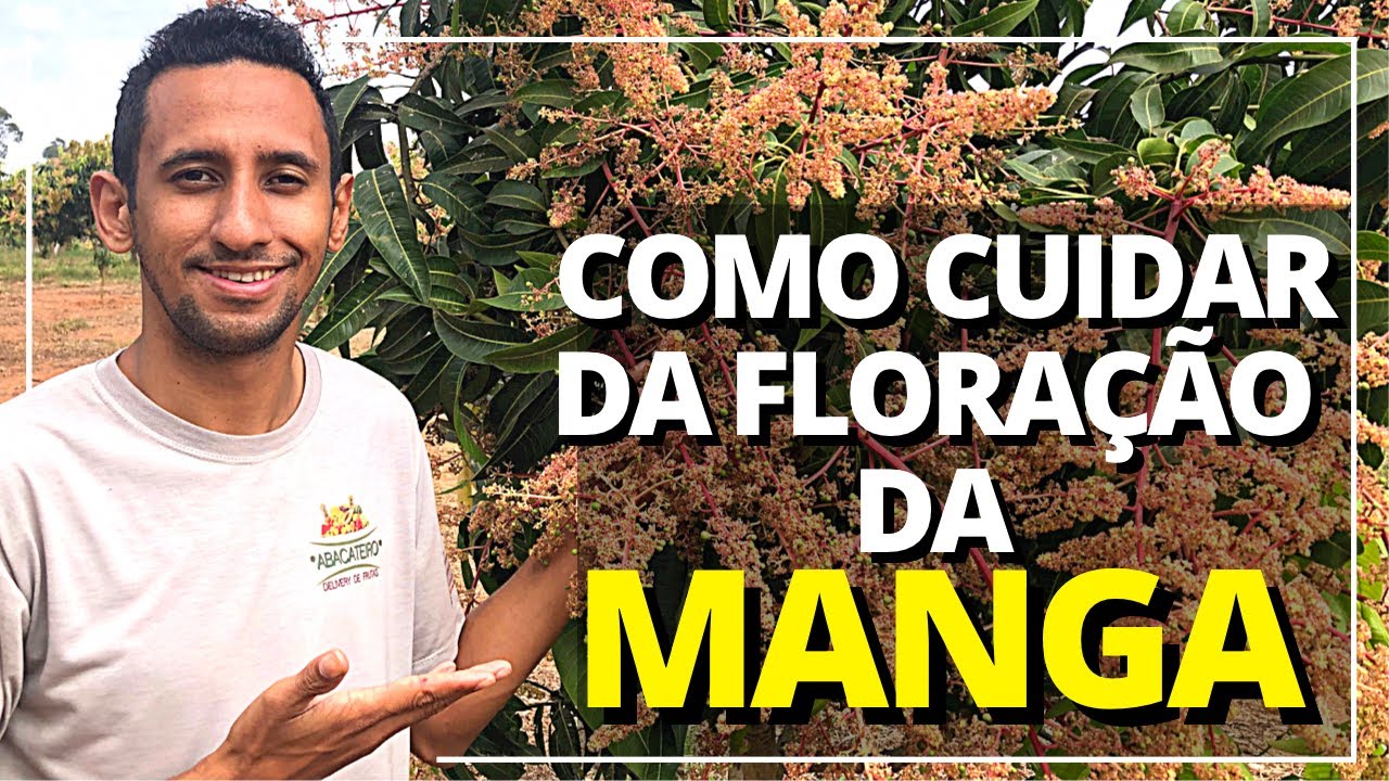 DICAS DE COMO PROTEGER A FLORAÇÃO DA MANGA PALMER.