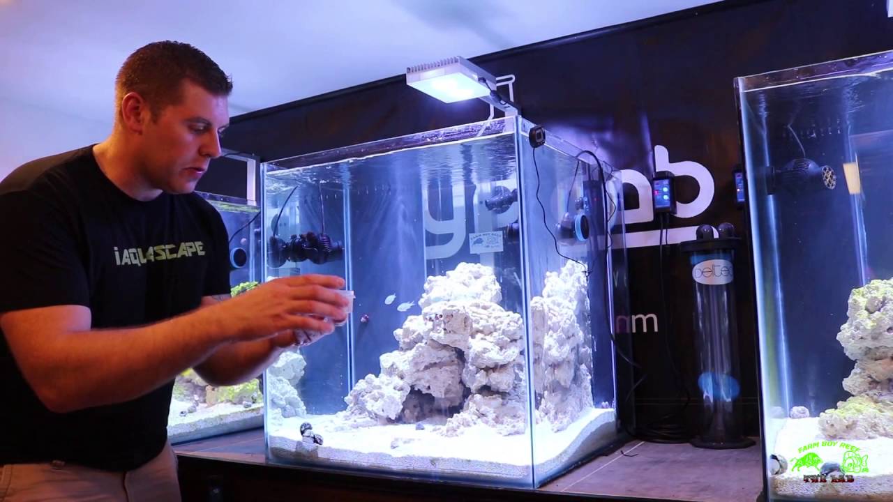 Sand Sifiting Starfish in the Lab tanks